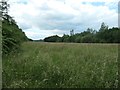 Grassy field, north-east of Bennerley Viaduct in NG16 2RA