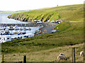Sheep Grazing above Delting Boat Club in Brae