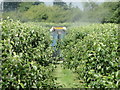 Spraying in the apple orchard on Leaherd's Field in PE14 7AP
