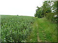 Footpath on the edge of a field of beans, Ampthill in MK45 2DU