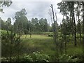 Birch Woodland and Bog in AB34 5NB