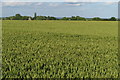 Wheat field by Upper Stowe in Stowe IX Churches