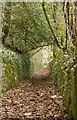 Sunken footpath, West Meon in GU32 1JJ