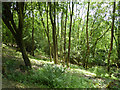 Woodland above North Downs Way in CR3 6BG
