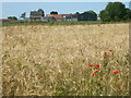 Poppies in the barley in BA11 2RE
