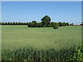 Cereal crop towards Clifton Hall in B79 0BD