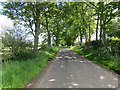Tree-lined road between Mains of Airlie and Brae of Airlie in DD8 5NJ