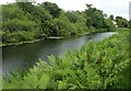 Royal Fern beside the Forth & Clyde Canal in G23 5AF