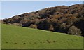 Molehills near Stony Bridge in EX36 3EP