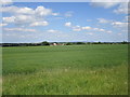 Field of linseed in South Kesteven District