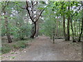 Footpath north from the roadway in Black Heath Wood in IP17 1NS