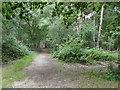 Footpath south from the roadway in Black Heath Wood in IP17 1NS