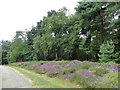 Heather beside the roadway on Black Heath in IP17 1NS