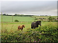 Horses at Belliston in KY9 1JS