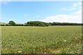 Wheat field beside New Homer Carr Plantation in TS21 3HF
