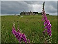 Foxgloves and a view of Stanedge Lodge in S10 4QZ