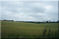 Fields of wheat by the railway line in B78 2PF