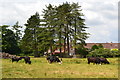 Cows in field on the edge of Charlton All Saints in SP5 4HJ