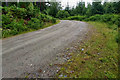 Bend on the forestry track in IV14 9EL
