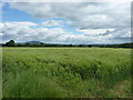 A crop of barley, west of Cross Houses in SY5 6EZ