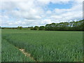 Wheat in a field outside Cross Houses in SY5 6EZ