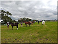 Equestrian Display at the Royal Cheshire County Show 2019 in WA16 0JL