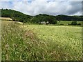 Wheat field below Underhills Farm in WR13 6BD