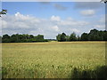 Wheatfield at Tempsford in SG19 2AY