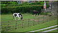 Horses by School House (Bourton) in TF13 6QQ