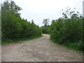 Track into woods at Burnfield in AB54 7NG