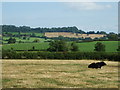 A solitary cow near Evercreech in BA4 6JR