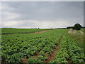 Potato field by Waterwell Lane in NG32 3RG