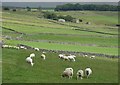 Sheep in pastures above Wardlow Mires in SK17 8AQ