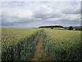 Footpath to Syston passing through a field of wheat in NG31 8JW