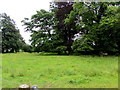 Trees in a field near Nant Menasgin,  Llanfrynach in LD3 7HT