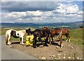 Horses at feeding station in Cwmllynfell Community