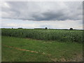 Field of beans near Weaveley Wood in Waresley-cum-Tetworth