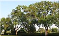Trees by the A6116, Sudborough in Sudborough