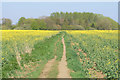 Path through oil seed rape in OX9 3JL