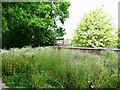 Wildflower meadow at Rolleston-on-Dove former railway station in DE13 9AU