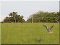 Grey Heron taking off in G75 8WH