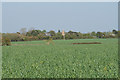Wheat fields near Haddenham in HP17 8LS