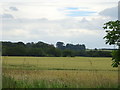 Cereal crop near Searles Hall in CM16 7PS