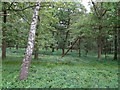 Epping Plain woodland in CM16 6TA