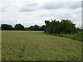 Cereal crop and hedgerow, Threshers Bush in CM17 0NS