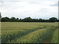 Tracks in Cereal crop, Threshers Bush in CM17 0NS