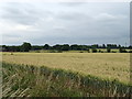 Cereal crop off Grinstead Lane in CM22 7QZ
