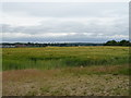 Cereal crop near the M11 Motorway in CM22 7PE