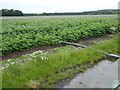 Potatoes under irrigation in TD12 4HA