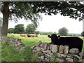 Cows in a field by Farnley Road in HD8 0PT